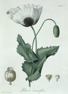 Papaver Somniferum från 