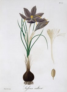 Saffranskrokus, 1821. av LFJ Hoquart