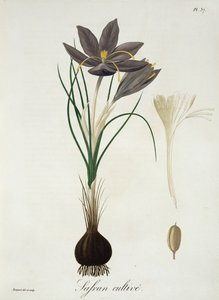 Saffran Crocus från 