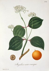 Strychnos nux vomica från 
