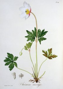 Trädanemon från "Phytographie Medicale" av Joseph Roques (1772-1850), publicerad 1821.