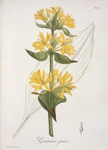 Gul ensian från "Phytographie Medicale" av Joseph Roques (1772-1850), publicerad 1821.