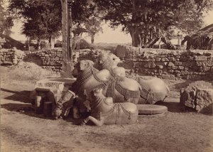 Tjurar eller Nadias med ornamentala sniderier Sidovy, Warangal, Hyderabad, Deccan