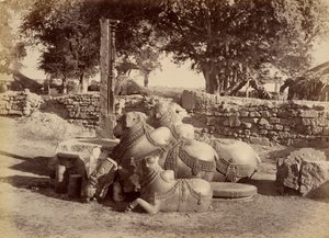 Heliga tjurar i Warungal Fort