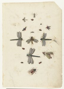 Sländor och flygande insekter