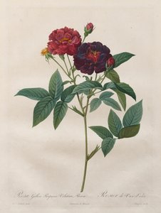 Rosorna: Rosa Gallica Purpurea Velutina Parva av Langlois