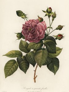 Bengalros, Rosa chinensis sort, Storbladig Bengal av Langlois Langlois