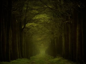 Stigen genom den mörka skogen av Lars van de Goor †