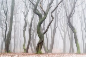 Den kusliga vinterskogen av Lars van de Goor †