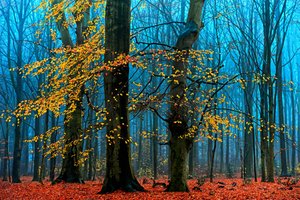  av Lars van de Goor †