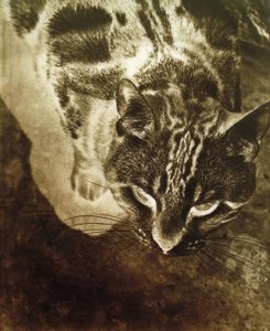 Katt (negativt tryck) av Laszlo Moholy Nagy