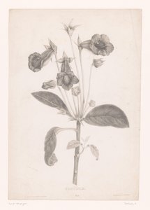 Gloxinia Gloyinia (titel på objekt) av Laure Devéria