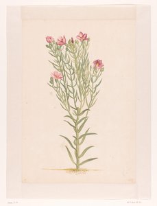 Plantera med rosa blommor (titel på objekt) av Laurens Vincentsz. van der Vinne