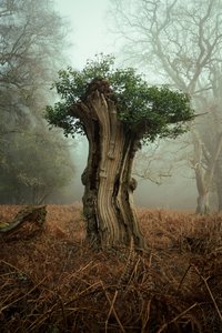 Ancient Bonsai, 2025 (foto) av Lee Cooper