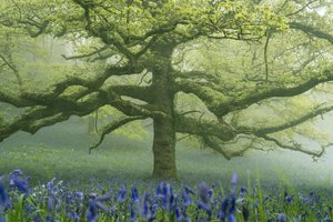 Ancient Greens 2, 2025 (foto) av Lee Cooper