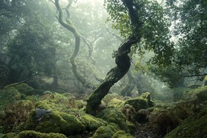 Awakening II, 2024 (foto) av Lee Cooper