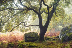 Forgotten Lands, 2024 (foto) av Lee Cooper