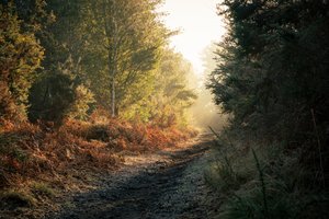 Ghost of the Forest, 2025 (foto) av Lee Cooper