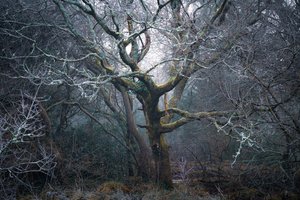 Roots of Time, 2022 (foto) av Lee Cooper