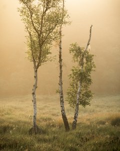 Sagor från skogen IIII, 2024 (foto) av Lee Cooper