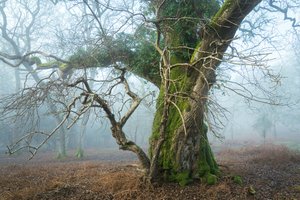 Wild Silence, 2025 (foto) av Lee Cooper