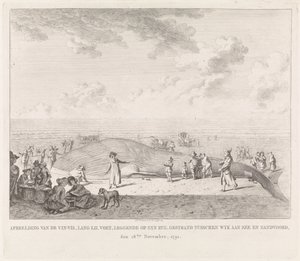 Finval spolades upp på stranden vid Zandvoort Bild av Vin-Vis (...) strandsatt mellan Wyk aan Zee och Zandvoord, 18 november 1791 (titel på objekt)
