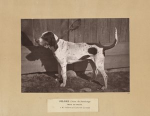 Pilot, Chien de Saintonge, Pack of Virelade, A.M. Joseph de Carayon Latour