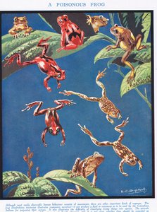 En giftig groda, illustration från "The Science of Life"