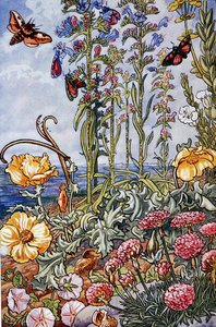 Illustration från "Sea-Shore Life in Britain" tryckt 1947 (färglitografi)