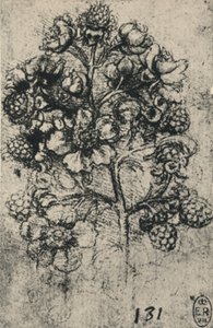 A Spray of Brambles, c1480 1945 av Leonardo da Vinci