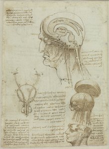 Ett manuskriptblad med anatomiska ritningar och anteckningar, 1506-1508. av Leonardo da Vinci