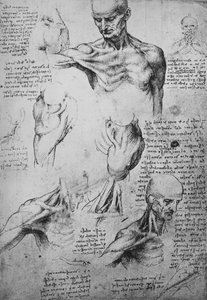 Anatomiska teckningar av en mans nacke och axlar, c1480 1945 av Leonardo da Vinci