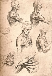 Anatomisk ritning, c1472-c1519 1883 av Leonardo da Vinci