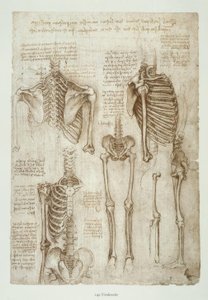 Anatomiestudier av Leonardo da Vinci