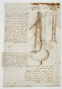 Anatomiestudien av Leonardo da Vinci