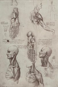 Anatomiestudien av Leonardo da Vinci
