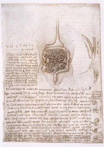 Anatomiestudien av Leonardo da Vinci