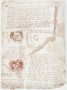 Anatomistudier: armbågsledens rörelse / foster i livmodern av Leonardo da Vinci
