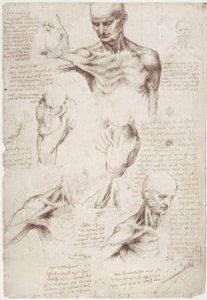Anatomistudier: ytmusklerna i nacke och axel av Leonardo da Vinci