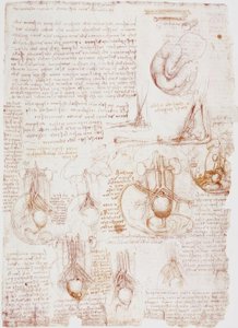 Anatomistudier: navelsträng / foster ... av Leonardo da Vinci