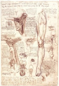 Anatomistudier: tunga, svalg, struphuvud och matstrupe av Leonardo da Vinci