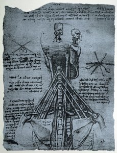 Benstruktur av den mänskliga nacken och axeln, faksimilkopia av Leonardo da Vinci