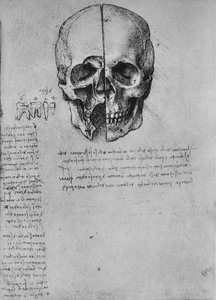 Ritning av två halvor av en skalle, c1480 1945 av Leonardo da Vinci