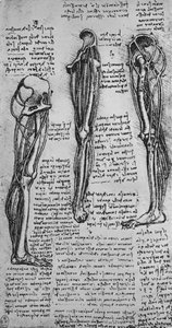 Teckningar av ett vänsterben som visar ben och senor, c1480 1945 av Leonardo da Vinci