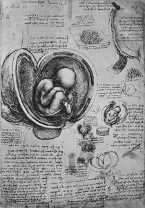 Teckningar av ett embryo i livmodern, c1480 1945 av Leonardo da Vinci