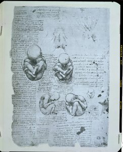 Fem vyer av ett foster i livmodern, faksimilkopia av Leonardo da Vinci