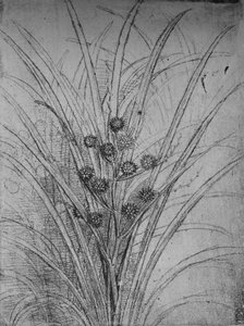 Blommande rusar, c1480 1945 av Leonardo da Vinci