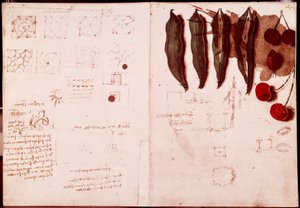 Anteckningar och skisser av botanik och geometri. Ritning på dubbelsida av manuskript av Leonardo da Vinci (Leonardo da Vinci) (1452-1519) av Leonardo da Vinci