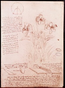 Anteckningar och skisser av botanik och geometri: narcisser. Ritning på dubbelsida av manuskript av Leonardo da Vinci (Leonardo da Vinci) (1452-1519) av Leonardo da Vinci