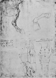Studier av hästars framben och uppmätta teckningar av hästhuvuden, c1480 1945 av Leonardo da Vinci